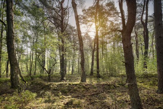 Midden in het bos