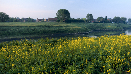 de Maas met bloemrijke oevers