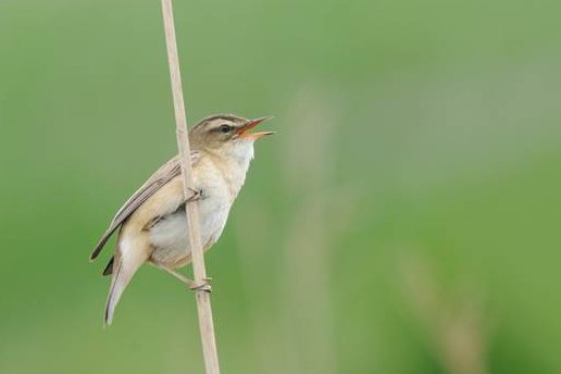 Vogels in Limburg